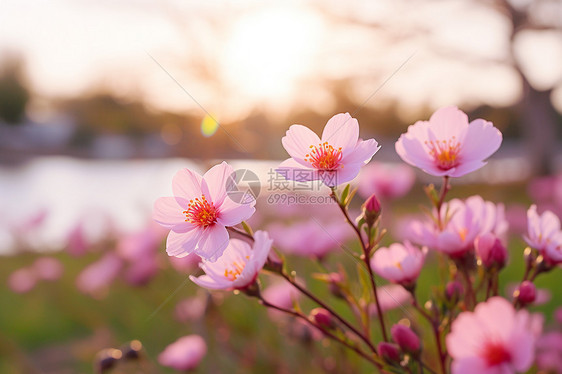 美丽的花海景观图片