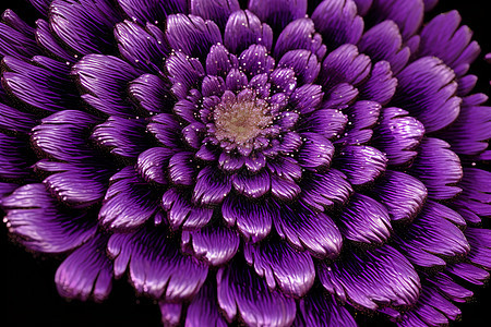 神秘的紫色花朵背景图片