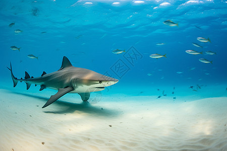 海洋中穿梭的鲨鱼群图片