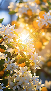 桂花树枝清晨的美丽桂花背景