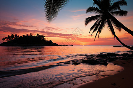 海岸边的椰子树图片