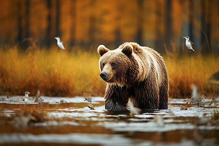 湿地中的棕熊图片