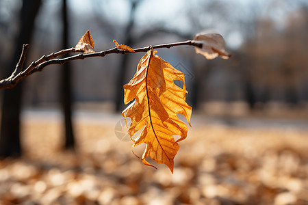 秋季树木上的叶子图片