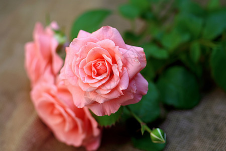户外漂亮的玫瑰花图片