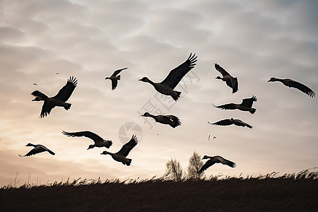 草地上飞翔的鹅群图片