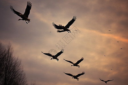 天空中飞翔的鹅群图片