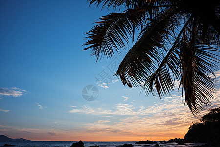 海岸边的棕榈树图片