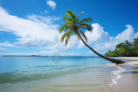 海岸边的椰子树图片