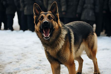 忠诚的警犬图片