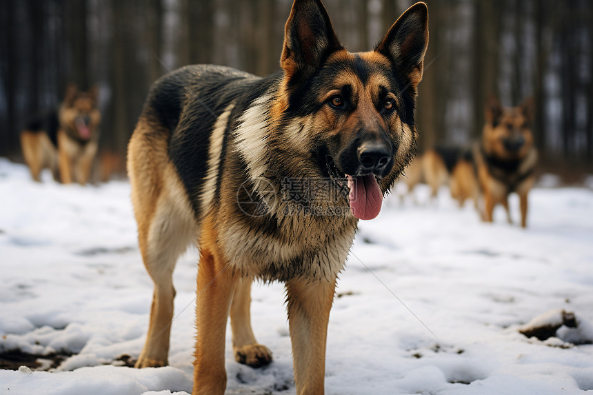 雪地里的德国牧羊犬图片