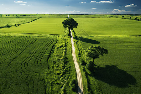 俯拍的农业风景图片