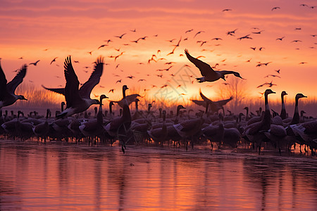 湖面上飞行的鸟群图片