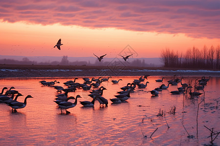 夕阳时户外的鸟群图片