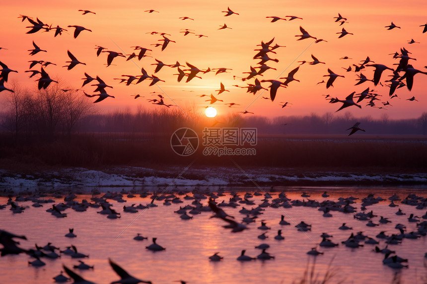 夕阳时迁徒的鸟类图片