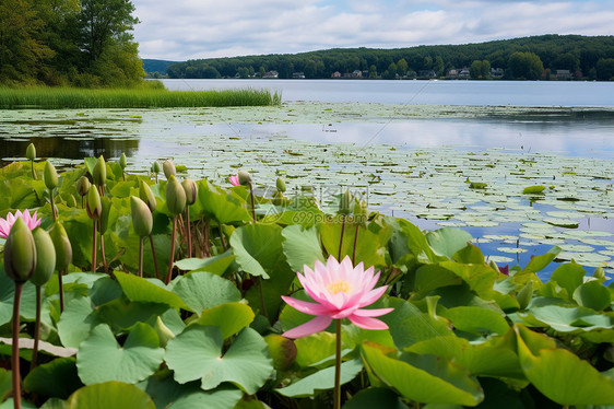夏季公园池塘中盛开的莲花图片