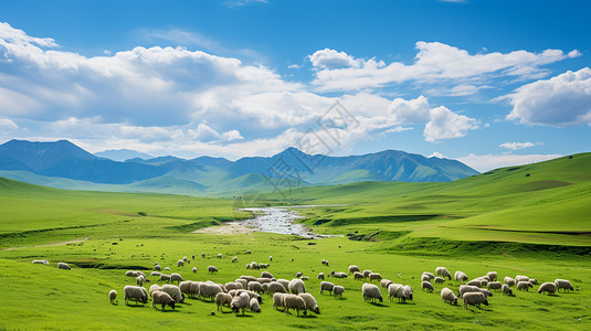 草地羊群绿色草地中放牧的羊群背景