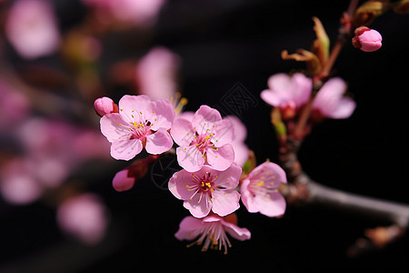 春天的蜜桃花盛开背景图片