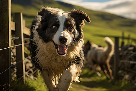 草地上奔跑的牧羊犬高清图片
