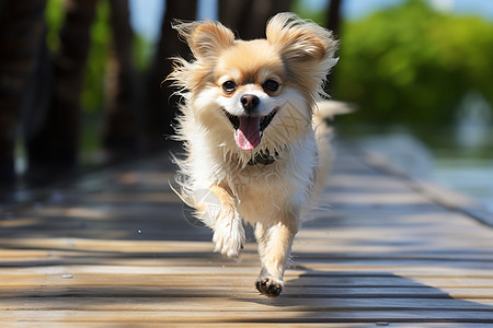 小狗沿木桥奔跑在水边图片
