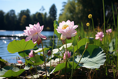 阳光下的花朵阳光下的湖畔花海背景