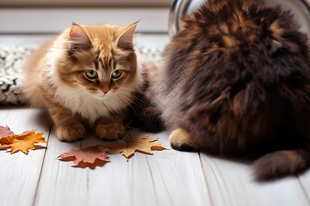 坐着的猫白色的木地板上坐着两只猫背景