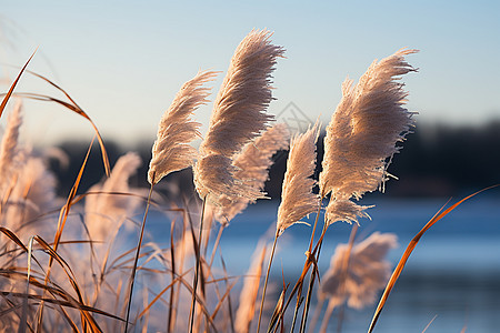 生态公园湿地公园的芦苇背景