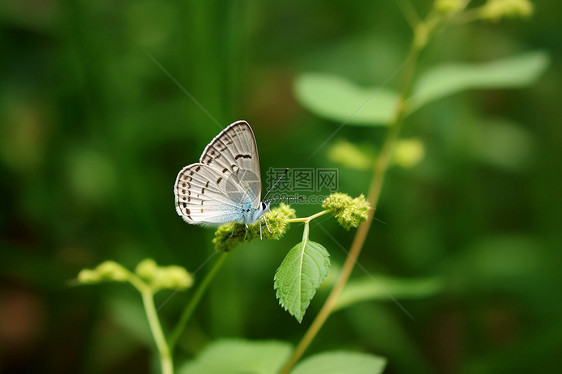 蝴蝶栖息在绿色植物上的一组美丽背景图片