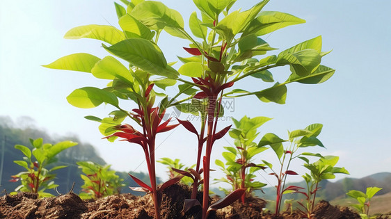 香椿芽蔬菜图片