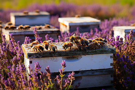 乡村农业养殖的蜜蜂图片