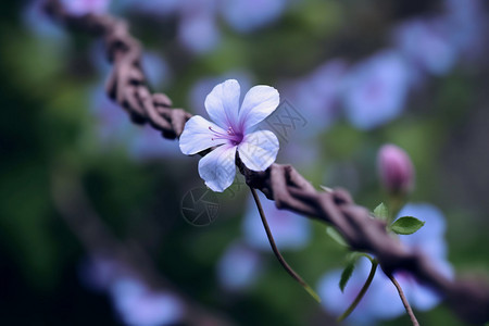 美丽的花朵图片