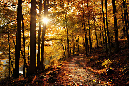 秋日的金光丛林图片
