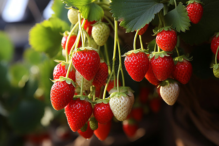 乡村农业种植的草莓果园图片