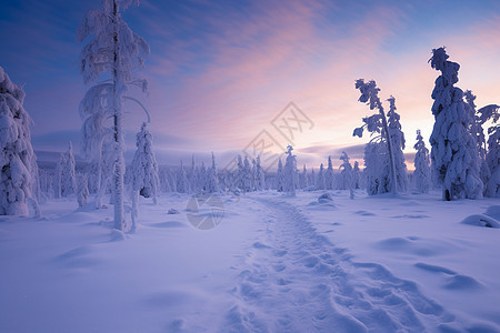 美丽的冬季森林树木景观图片