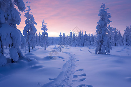 日落时冬季森林的美丽景观图片
