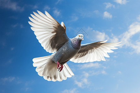 天空中展翅飞翔的白鸽背景图片