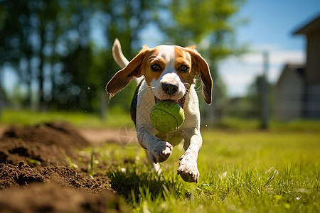 小狗奔跑草地间图片