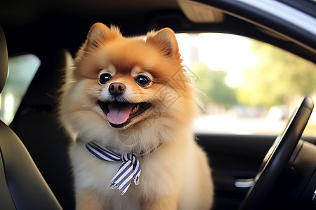 汽车中的棕色博美犬图片
