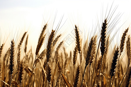 秋季农田中的稻穗图片