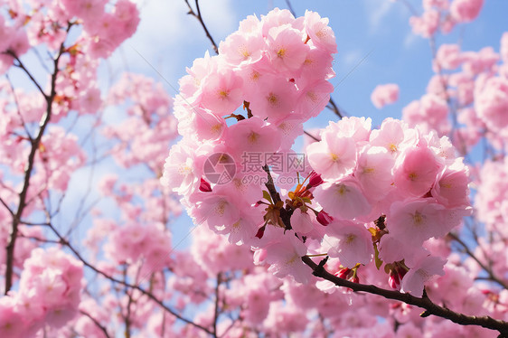 树枝上粉嫩的樱花图片