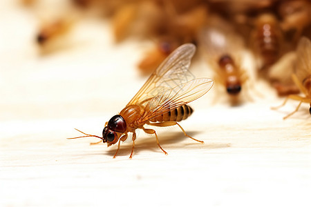 飞虫饕餮动物群动物学高清图片