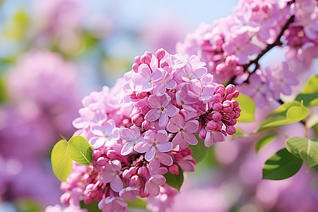 盛放在树上的丁香花图片