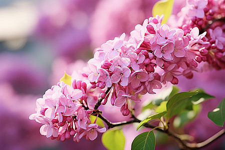 天空下的丁香花图片