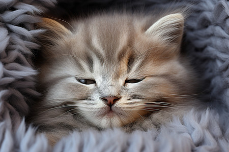 小猫在毯子上睡觉图片