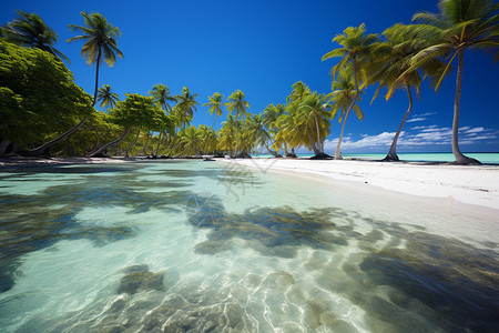 椰子树海边清澈绿色的海水背景