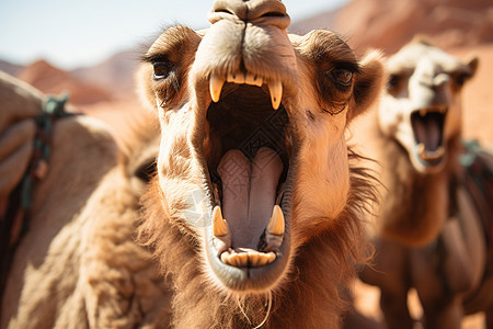 迷茫的骆驼图片
