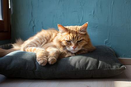 小猫慵懒躺着枕头上图片