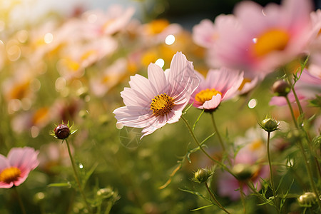 七彩花田阳光下的绽放的粉色花朵背景