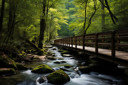 森林溪流上的桥图片