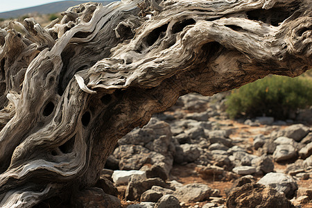 扭曲的橄榄树图片