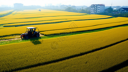一望无际的稻田图片